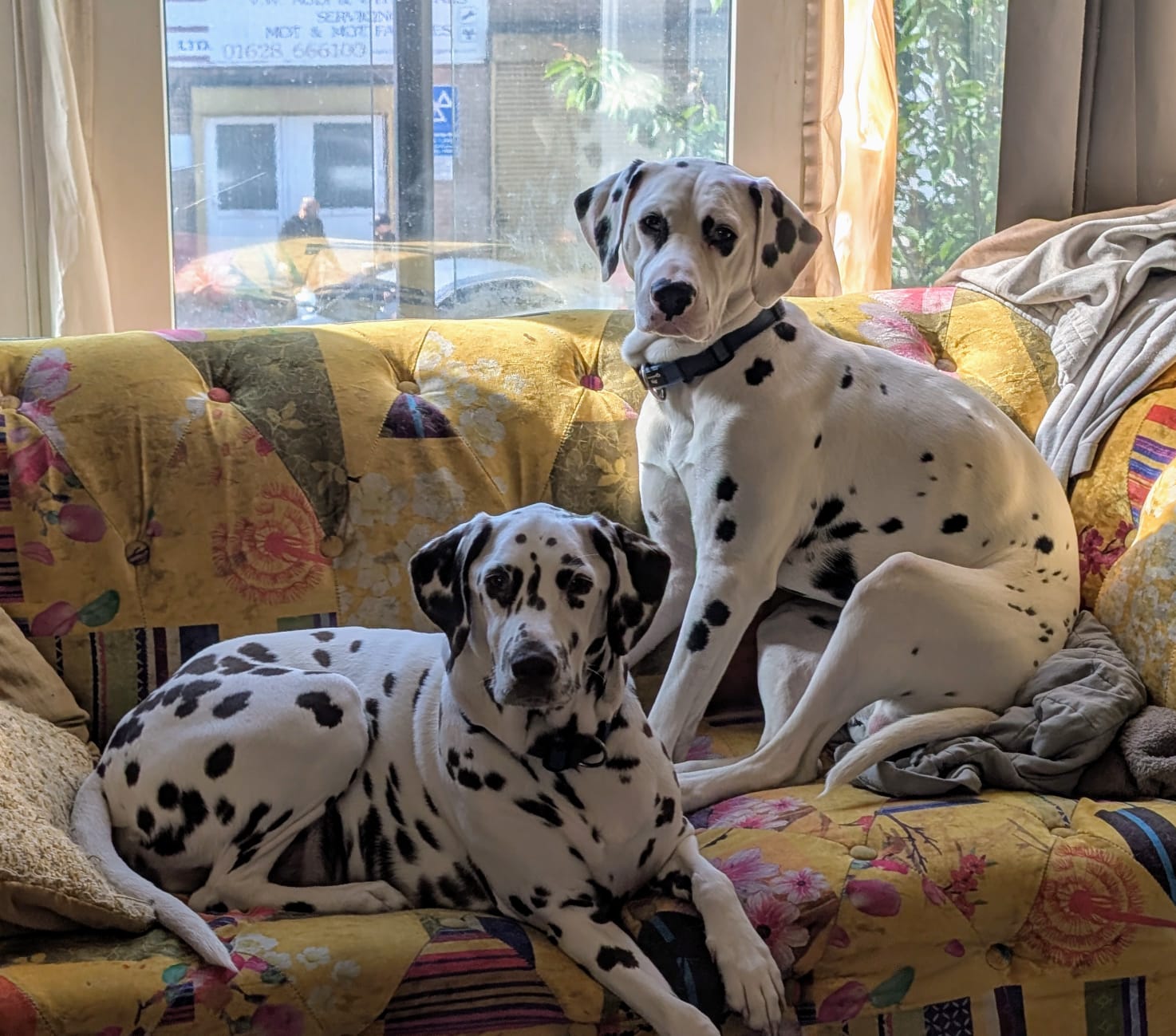 Sparkle and Spud - Dalmatian Kitchen Supervisors